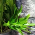 Kép 4/7 - Asplenium Lesly