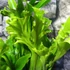 Kép 2/7 - Asplenium Lesly