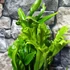 Kép 5/7 - Asplenium Lesly