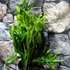 Kép 6/7 - Asplenium Lesly