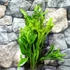 Kép 1/7 - Asplenium Lesly