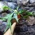 Kép 2/8 - Platycerium bifurcatum, szarvasagancs páfrány