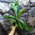 Kép 3/8 - Platycerium bifurcatum, szarvasagancs páfrány