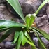 Kép 5/8 - Platycerium bifurcatum, szarvasagancs páfrány