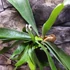Kép 6/8 - Platycerium bifurcatum, szarvasagancs páfrány