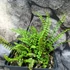 Kép 2/4 - Asplenium trichomanes - Aranyos fodorka