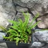 Kép 3/4 - Asplenium trichomanes - Aranyos fodorka