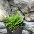 Kép 4/4 - Asplenium trichomanes - Aranyos fodorka