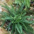 Kép 1/4 - Asplenium trichomanes - Aranyos fodorka