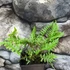 Kép 2/7 - Polypodium vulgare – Közönséges édesgyökerű páfrány