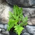 Kép 3/7 - Polypodium vulgare – Közönséges édesgyökerű páfrány