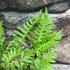Kép 5/7 - Polypodium vulgare – Közönséges édesgyökerű páfrány