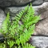 Kép 7/7 - Polypodium vulgare – Közönséges édesgyökerű páfrány