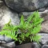 Kép 6/7 - Polypodium vulgare – Közönséges édesgyökerű páfrány