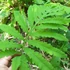 Kép 2/10 - Onoclea sensibilis - gyöngypáfrány