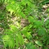 Kép 6/10 - Onoclea sensibilis - gyöngypáfrány