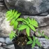 Kép 8/10 - Onoclea sensibilis - gyöngypáfrány