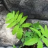 Kép 9/10 - Onoclea sensibilis - gyöngypáfrány