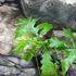 Kép 3/10 - Onoclea sensibilis - gyöngypáfrány