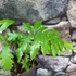 Kép 10/10 - Onoclea sensibilis - gyöngypáfrány