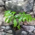 Kép 4/10 - Onoclea sensibilis - gyöngypáfrány