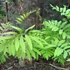 Kép 1/10 - Onoclea sensibilis - gyöngypáfrány