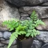 Kép 3/7 - Athyrium niponicum 'Red Beauty'
