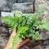 Kép 4/7 - Athyrium niponicum 'Red Beauty'
