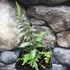 Kép 2/7 - Athyrium niponicum 'Red Beauty'