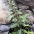 Kép 5/7 - Athyrium niponicum 'Red Beauty'