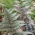Kép 1/7 - Athyrium niponicum 'Red Beauty'
