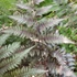 Kép 7/7 - Athyrium niponicum 'Red Beauty'