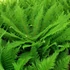 Kép 1/10 - Polystichum setiferum 'Herrenhausen'