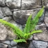 Kép 2/10 - Polystichum setiferum 'Herrenhausen'