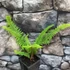 Kép 3/10 - Polystichum setiferum 'Herrenhausen'