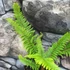 Kép 4/10 - Polystichum setiferum 'Herrenhausen'