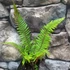 Kép 6/10 - Polystichum setiferum 'Herrenhausen'