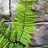 Kép 8/10 - Polystichum setiferum 'Herrenhausen'