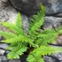 Kép 9/10 - Polystichum setiferum 'Herrenhausen'
