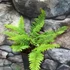 Kép 10/10 - Polystichum setiferum 'Herrenhausen'