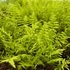Kép 1/5 - Thelypteris palustris, tőzegpáfrány