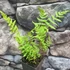 Kép 3/5 - Thelypteris palustris, tőzegpáfrány