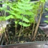 Kép 4/5 - Thelypteris palustris, tőzegpáfrány