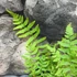 Kép 5/5 - Thelypteris palustris, tőzegpáfrány
