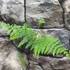 Kép 2/6 - Pteridium aquilinum, Saspáfrány