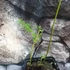 Kép 3/6 - Pteridium aquilinum, Saspáfrány