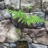 Kép 4/6 - Pteridium aquilinum, Saspáfrány