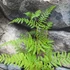 Kép 5/6 - Pteridium aquilinum, Saspáfrány