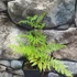 Kép 6/6 - Pteridium aquilinum, Saspáfrány