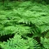 Kép 1/6 - Pteridium aquilinum, Saspáfrány